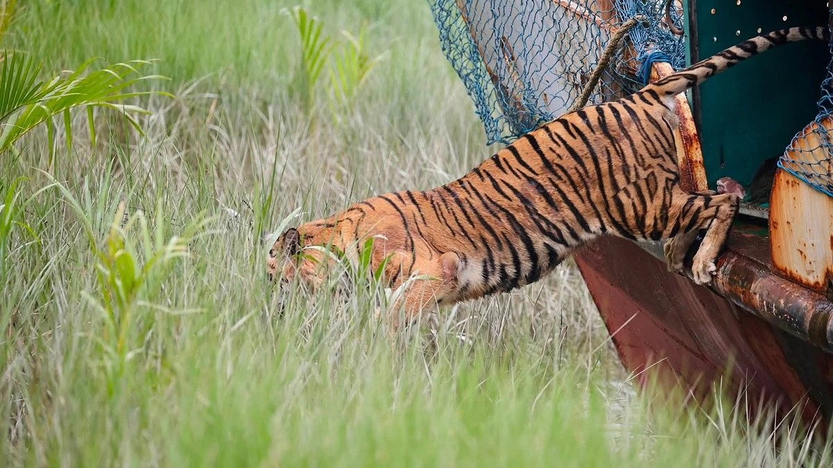 ৬ মাসের চিকিৎসা শেষে বাঘটিকে ছেড়ে দেওয়া হলো সুন্দরবনে