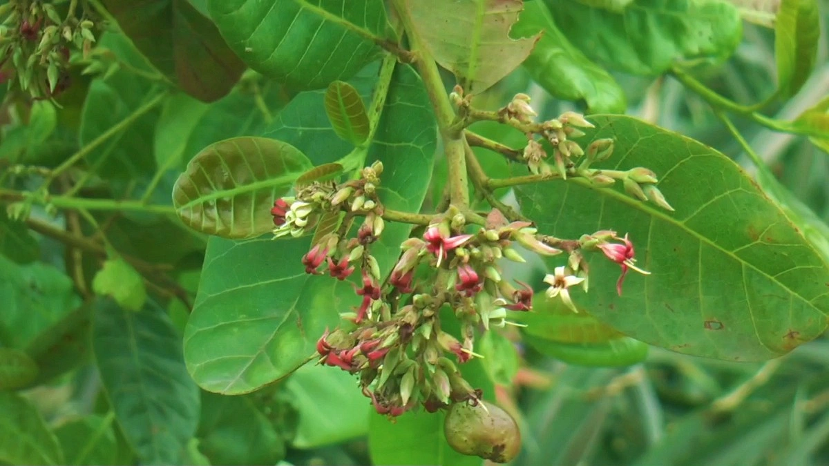 লাল মাটিতে আনারসের পাশে জায়গা করে নিচ্ছে কাজুবাদাম