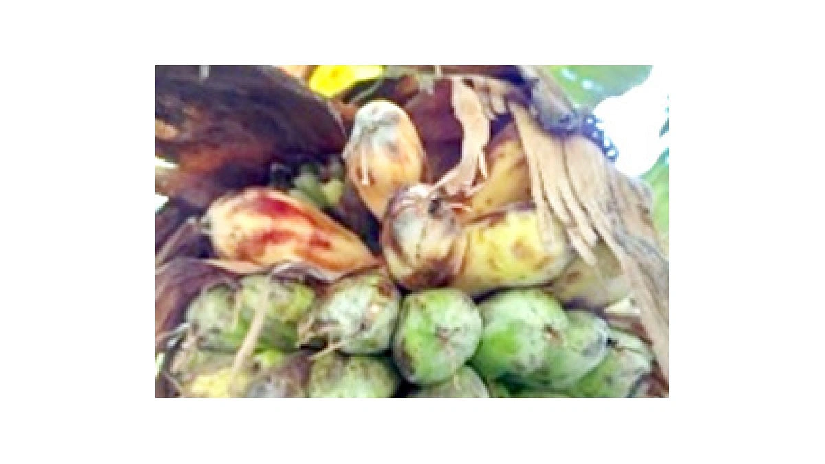 ধুমকলা