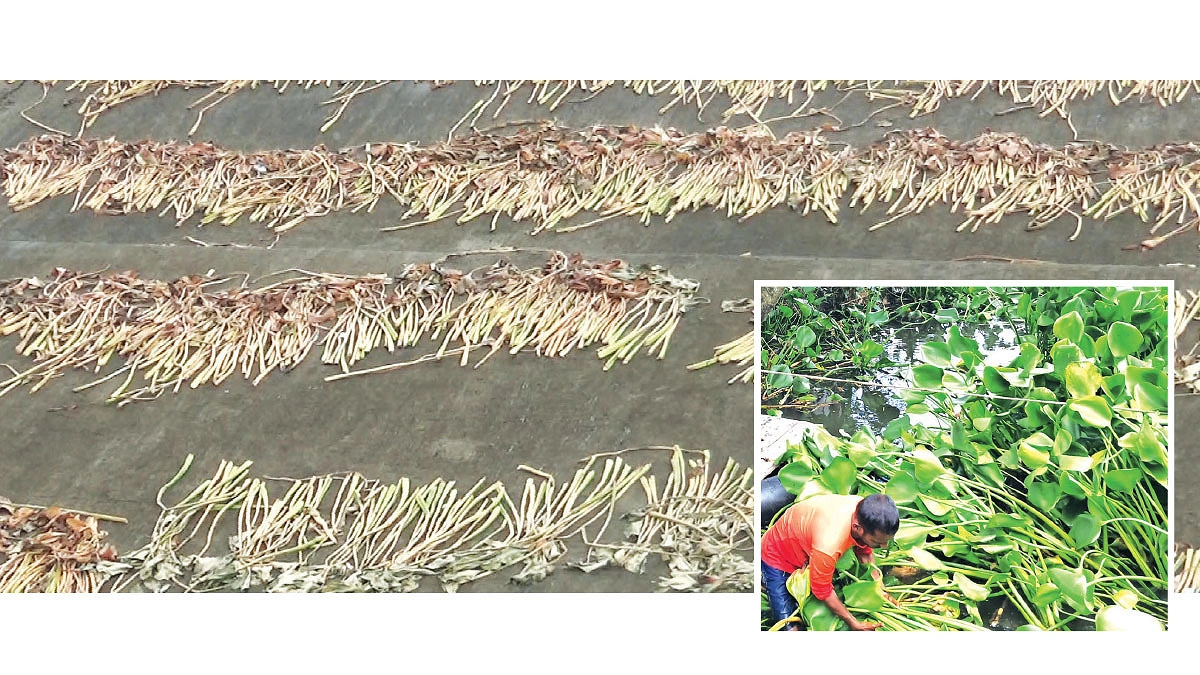 কচুরিপানায় আসে বৈদেশিক মুদ্রা