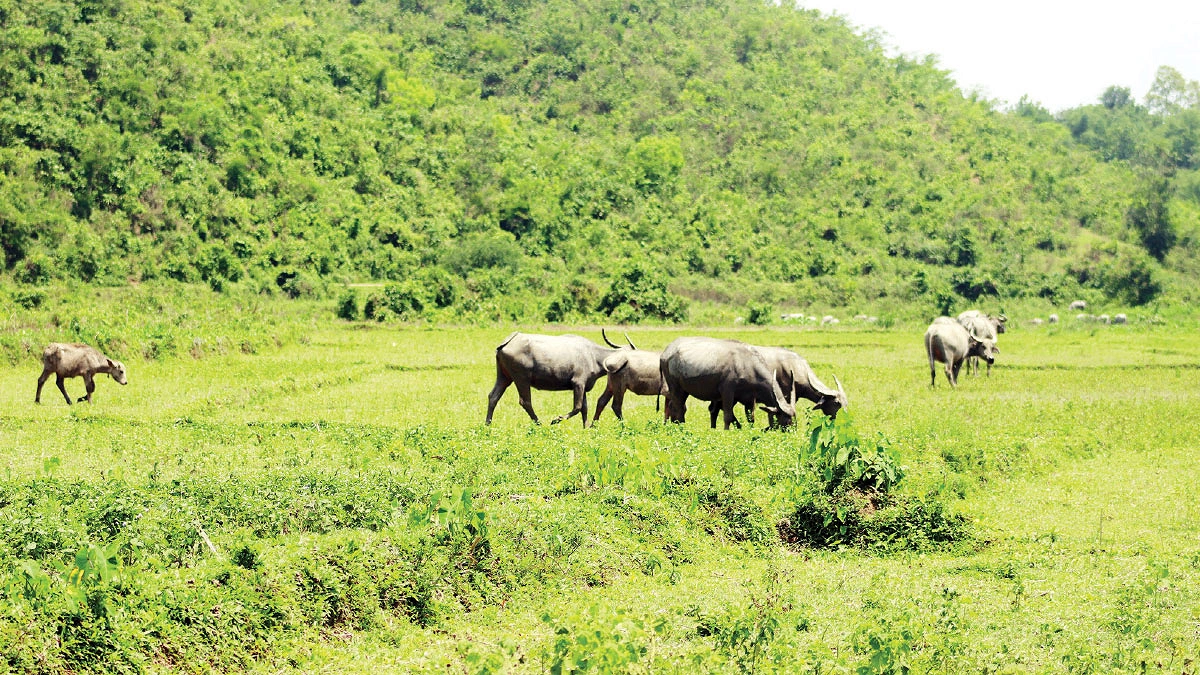 লোভাছড়া