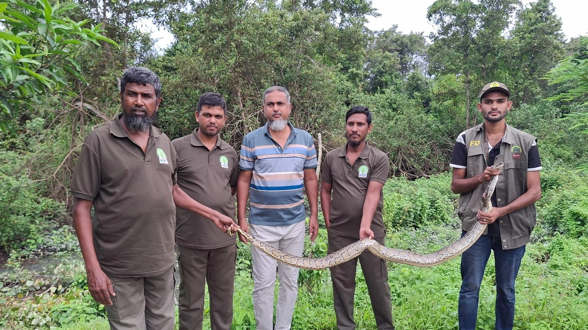 লোকালয় থেকে উদ্ধার অজগর সুন্দরবনে অবমুক্ত