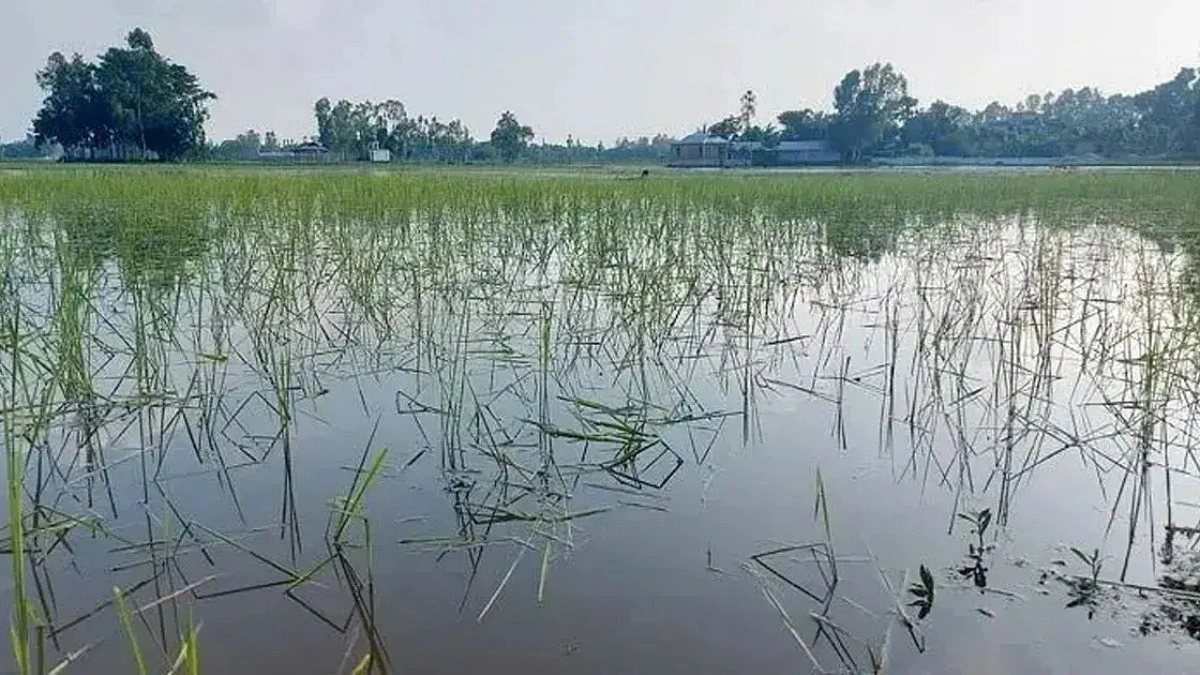 বন্যায় ফসল নষ্ট, ঋণ-সুদের চাপে কৃষকের আত্মহত্যা চেষ্টা