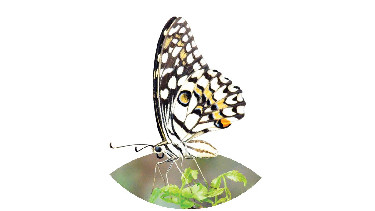 দ্রুতগতির লেবু প্রজাপতি