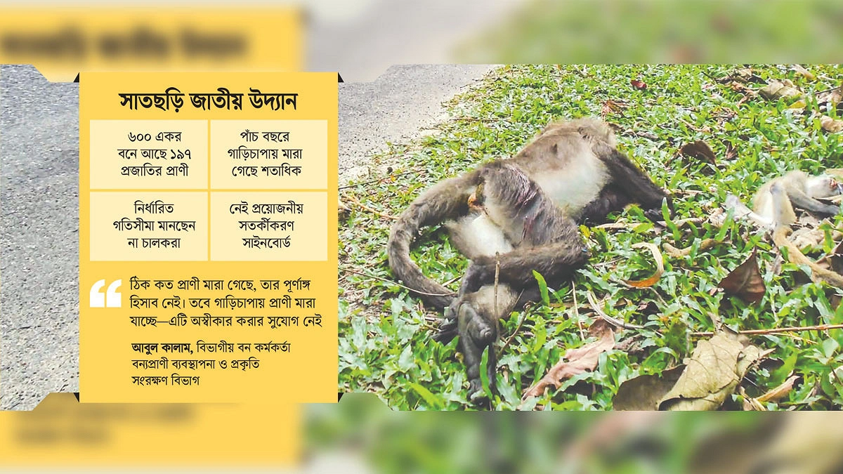 সংরক্ষিত বনের পথে অরক্ষিত প্রাণী