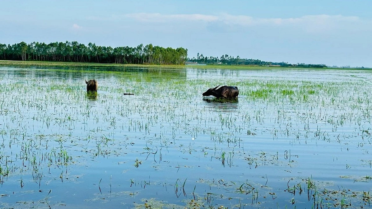 বানিয়াচংয়ে পানিতে ডুবল কৃষকের স্বপ্ন