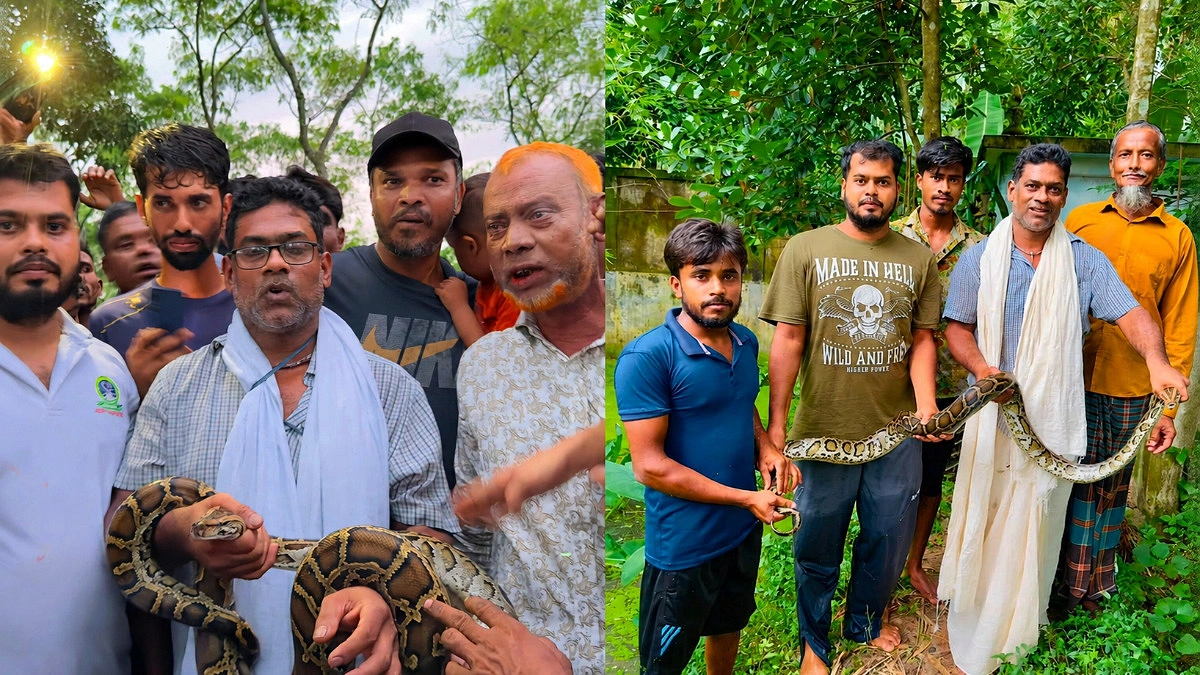 শ্রীমঙ্গলেে দুটি অজগর উদ্ধার, লাউয়াছড়া উদ্যানে অবমুক্ত