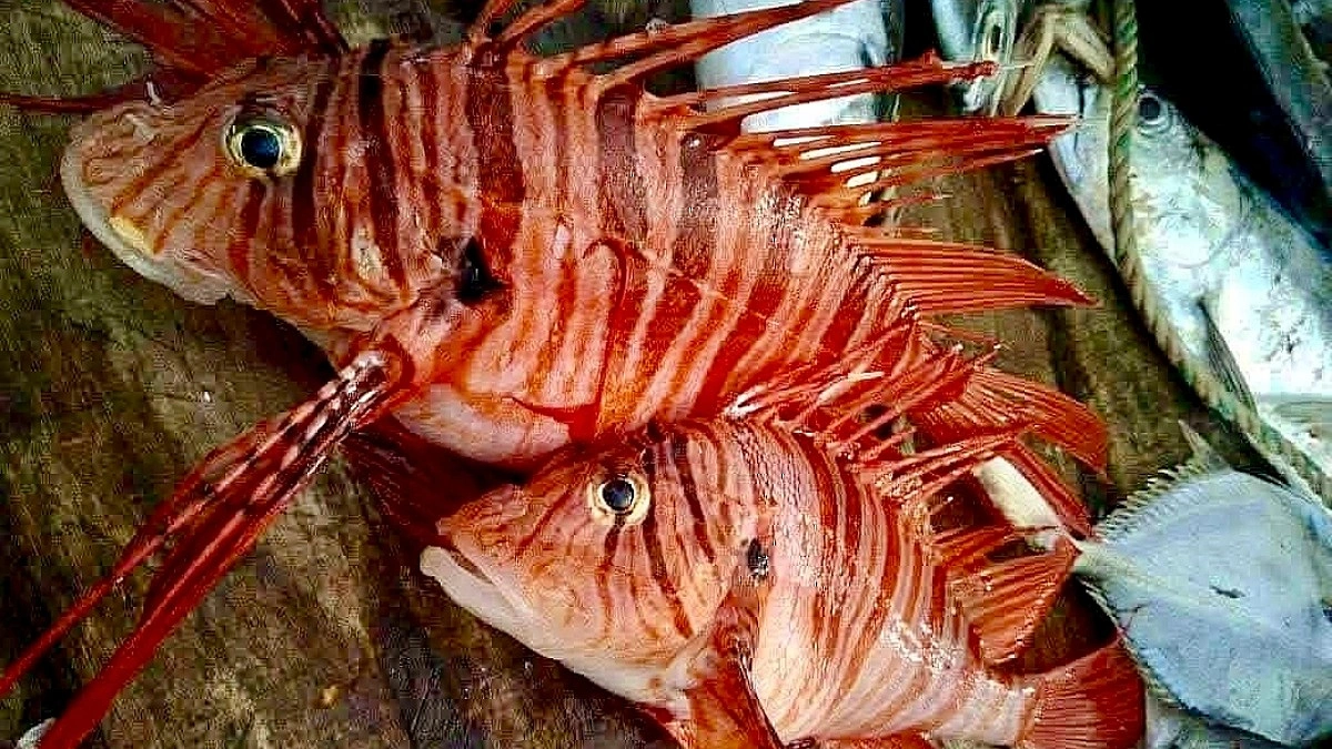 বঙ্গোপসাগরে জেলের জালে ধরা পড়ল বিরল ‘লায়নফিশ’