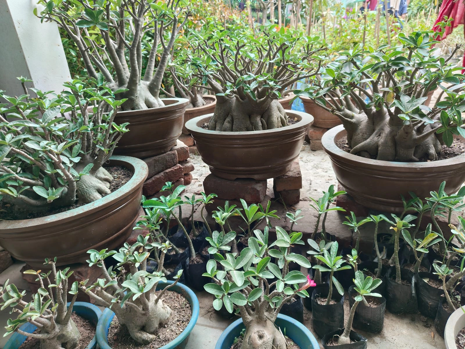 অ্যাডেনিয়াম