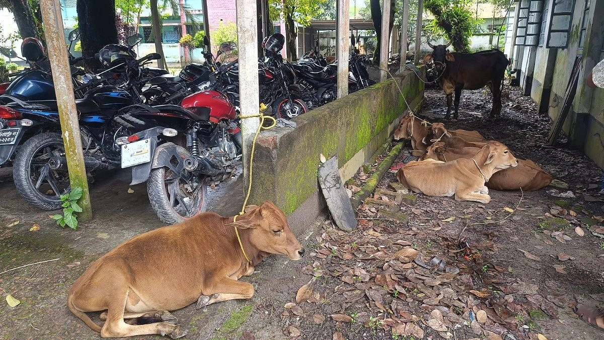 ভূরুঙ্গামারীতে ভারতীয় সন্দেহে ৮ গরুসহ আটক ৪