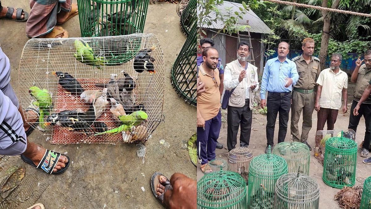 বাধা পেরিয়ে ডানা মেলল টিয়া-ময়না-ঘুঘু-শালিক