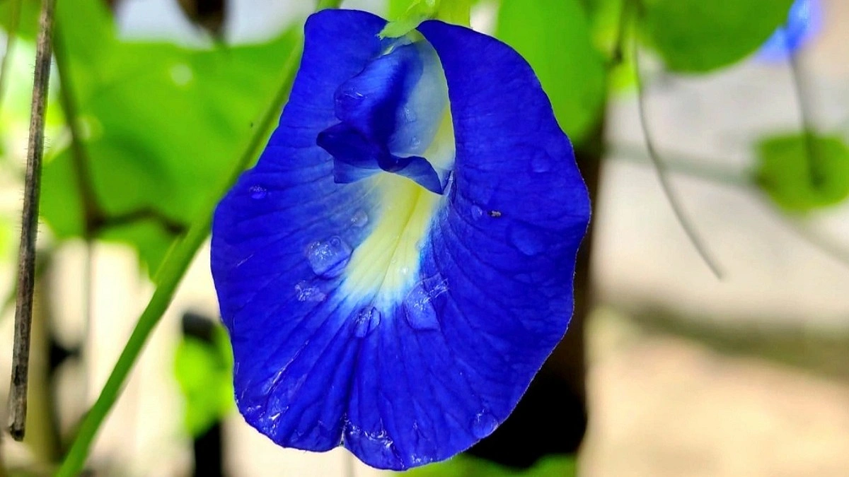 প্রকৃতির ক্যানভাসে নীল বিস্ময় অপরাজিতা