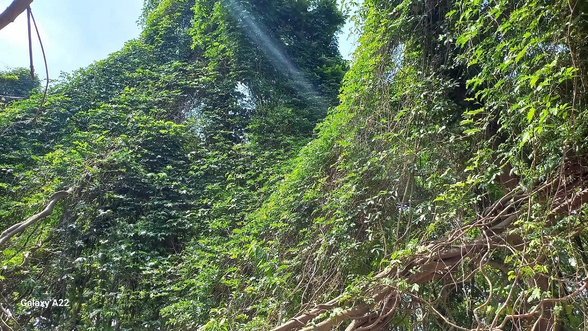 বিরামপুরের শালবনে বিলুপ্তপ্রায় গিলা লতার খোঁজ
