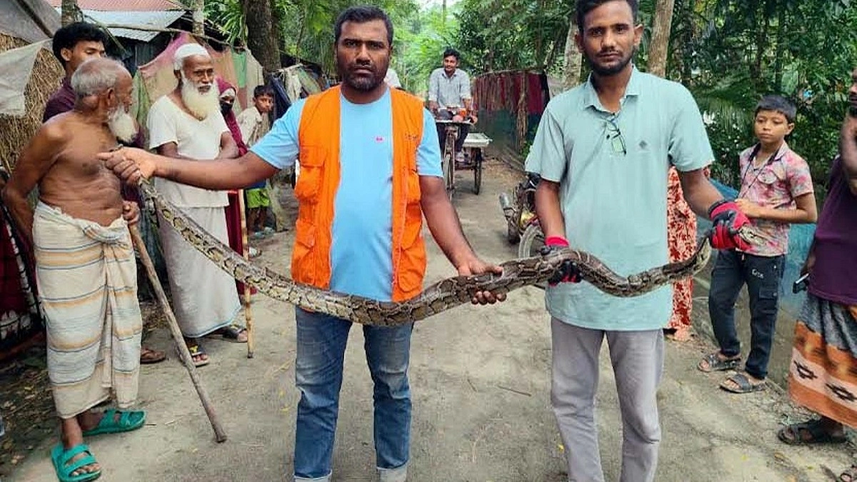 ১৮ দিনে উদ্ধার ১০ অজগর-গোখরো, এলাকায় আতঙ্ক
