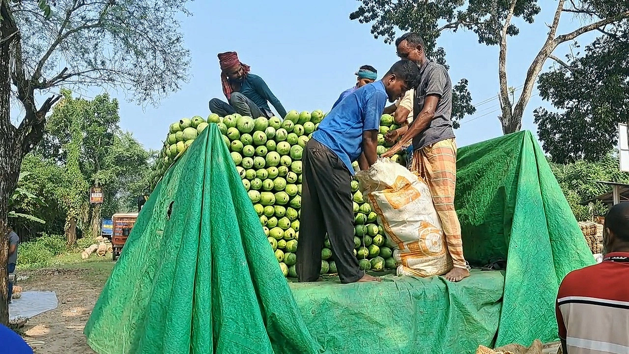 বাগেরহাটের চাহিদা মিটিয়ে লাউ যাচ্ছে দেশের বিভিন্ন জেলায়