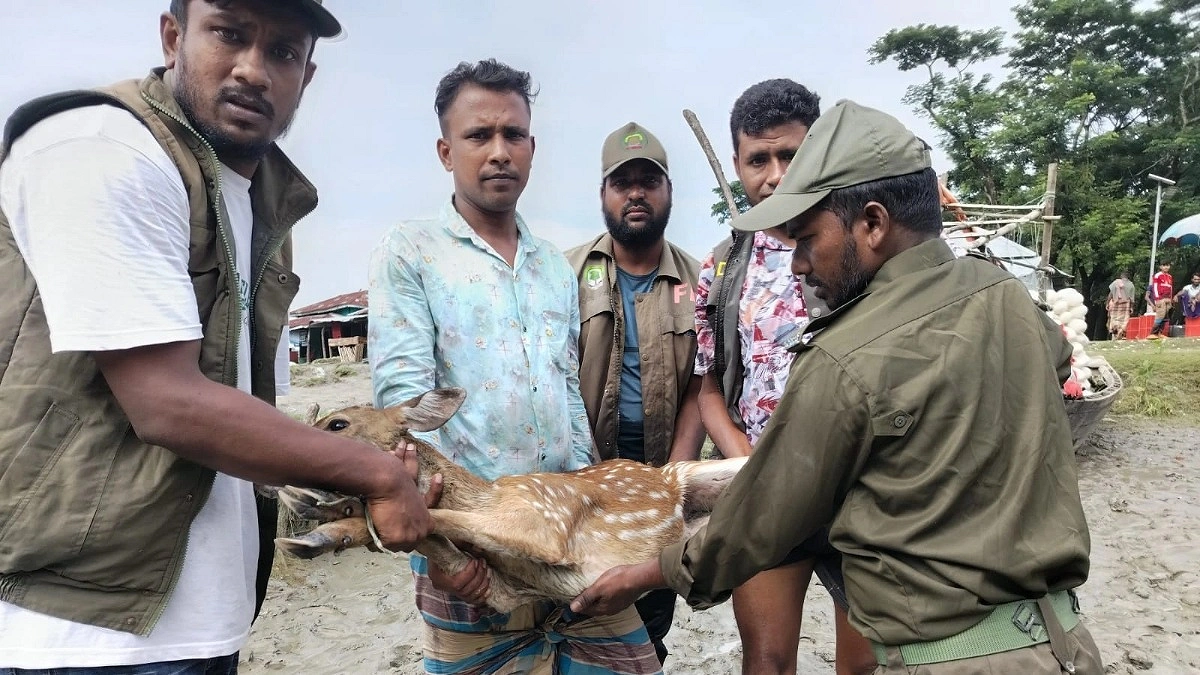 মনপুরায় লোকালয়ে মায়াবি হরিণ, বনে অবমুক্ত