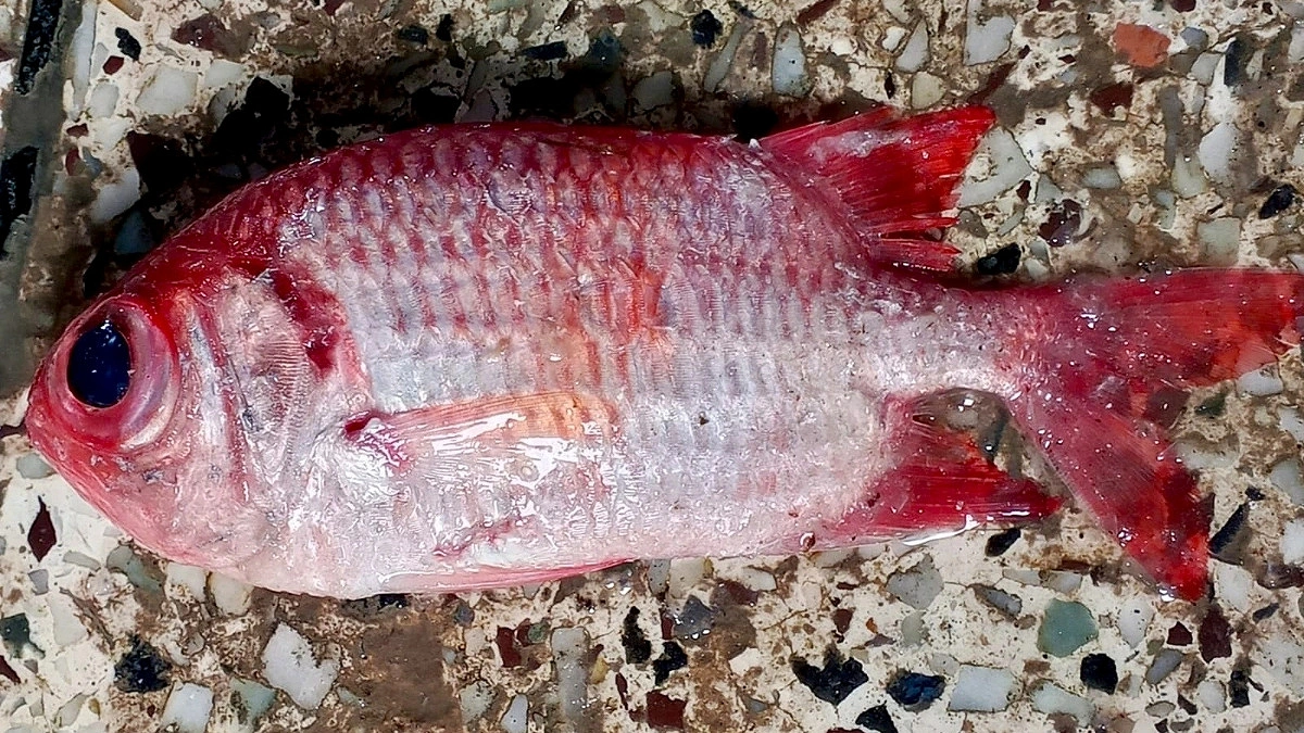 ‘গুহাবাসী’ মাছ মিলল কুয়াকাটায়