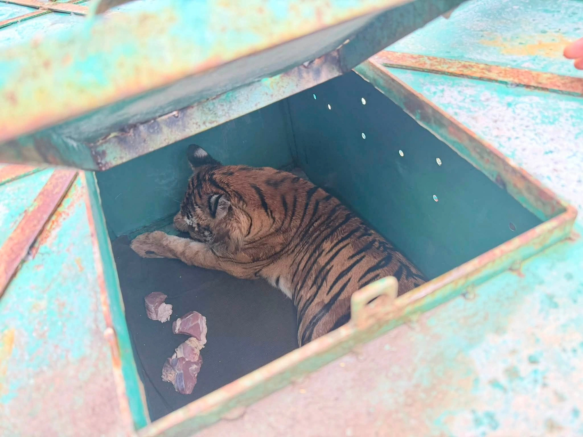 এভাবেই নিয়ে যাওয়া বাঘটিকে