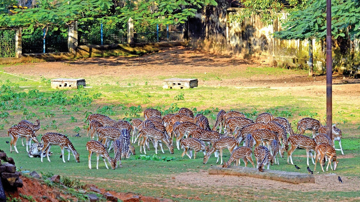 ঢাকা চিড়িয়াখানা